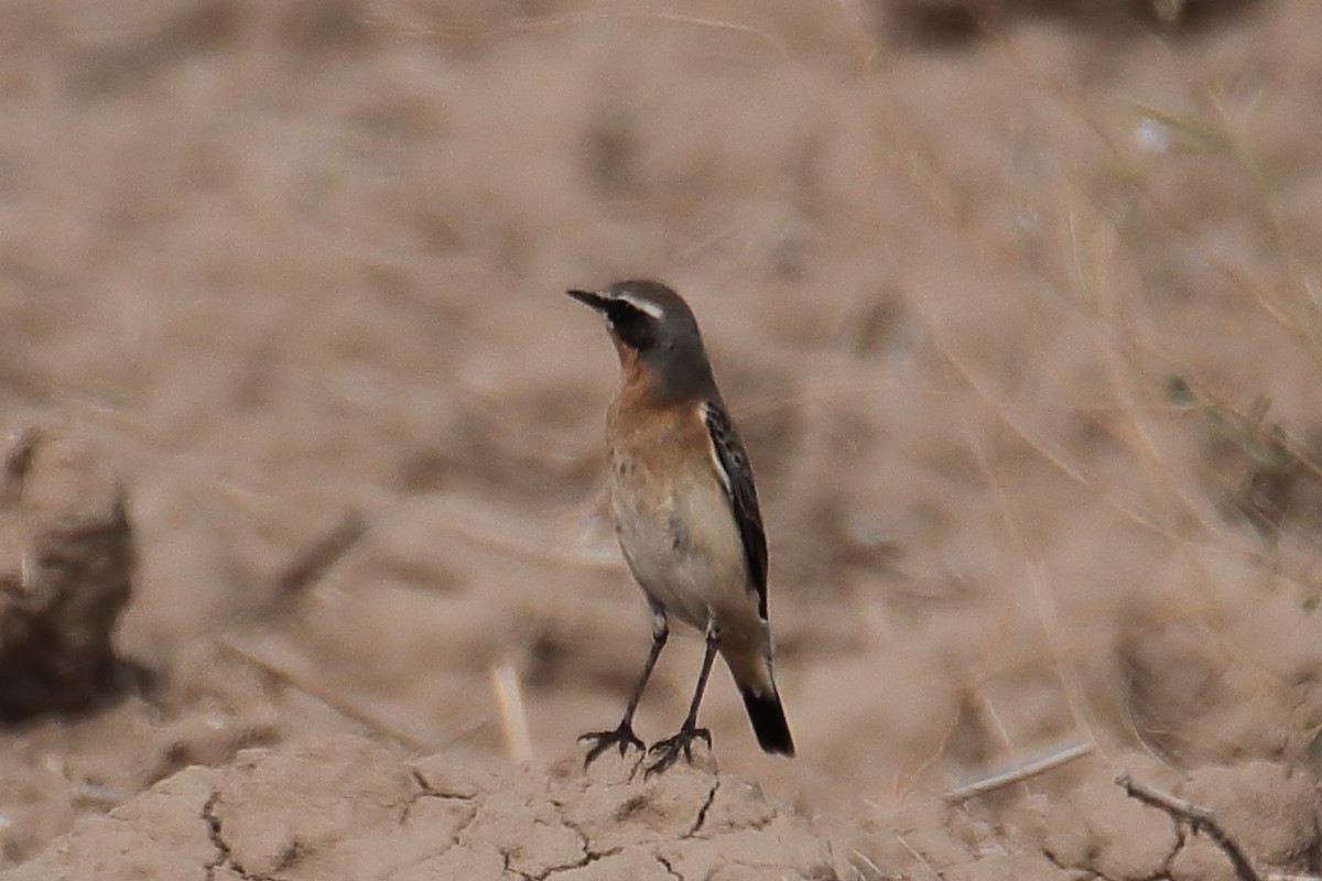 Northern Wheatear - ML624128470