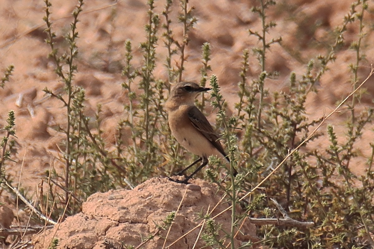 Northern Wheatear - ML624128471