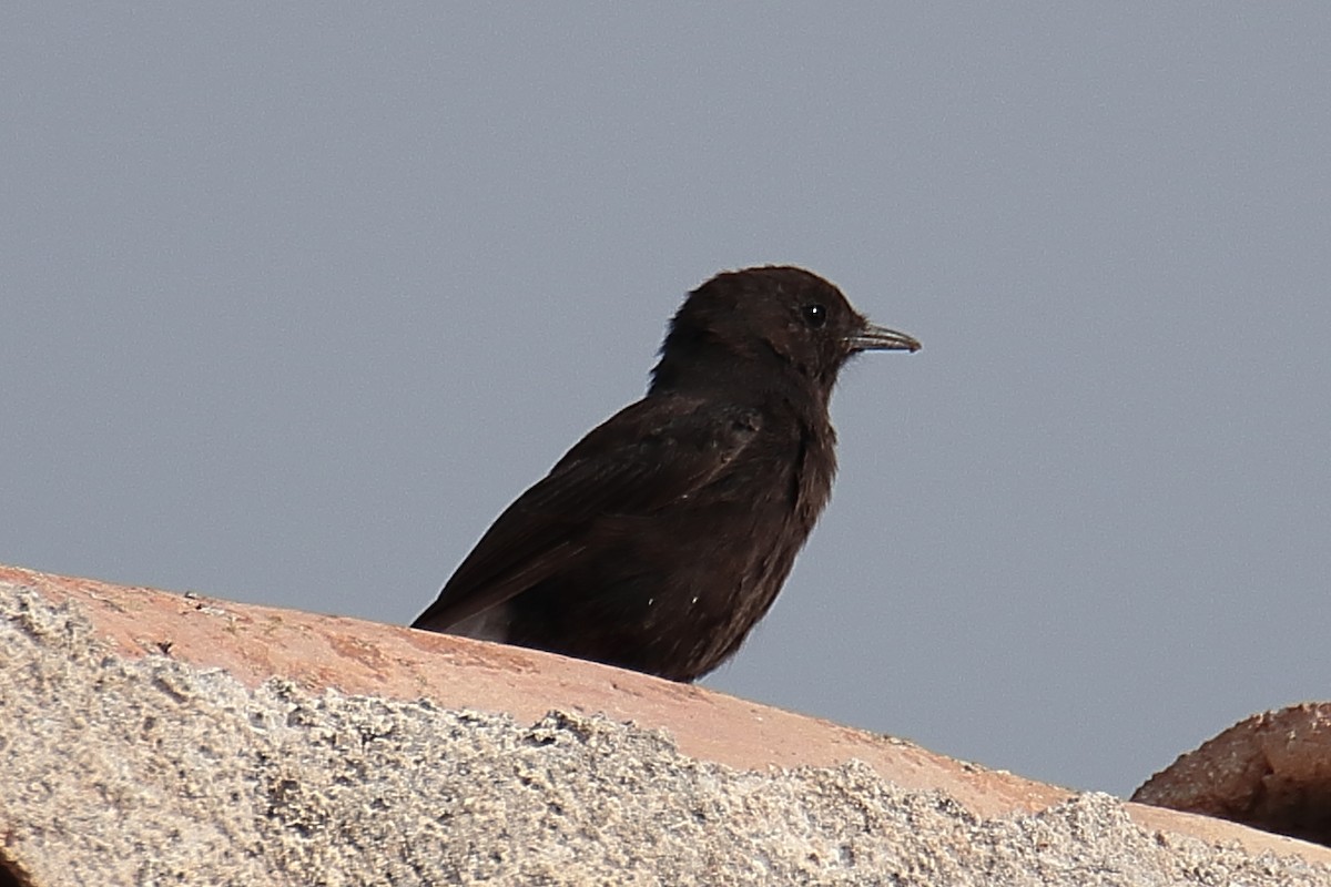 Black Wheatear - ML624128473