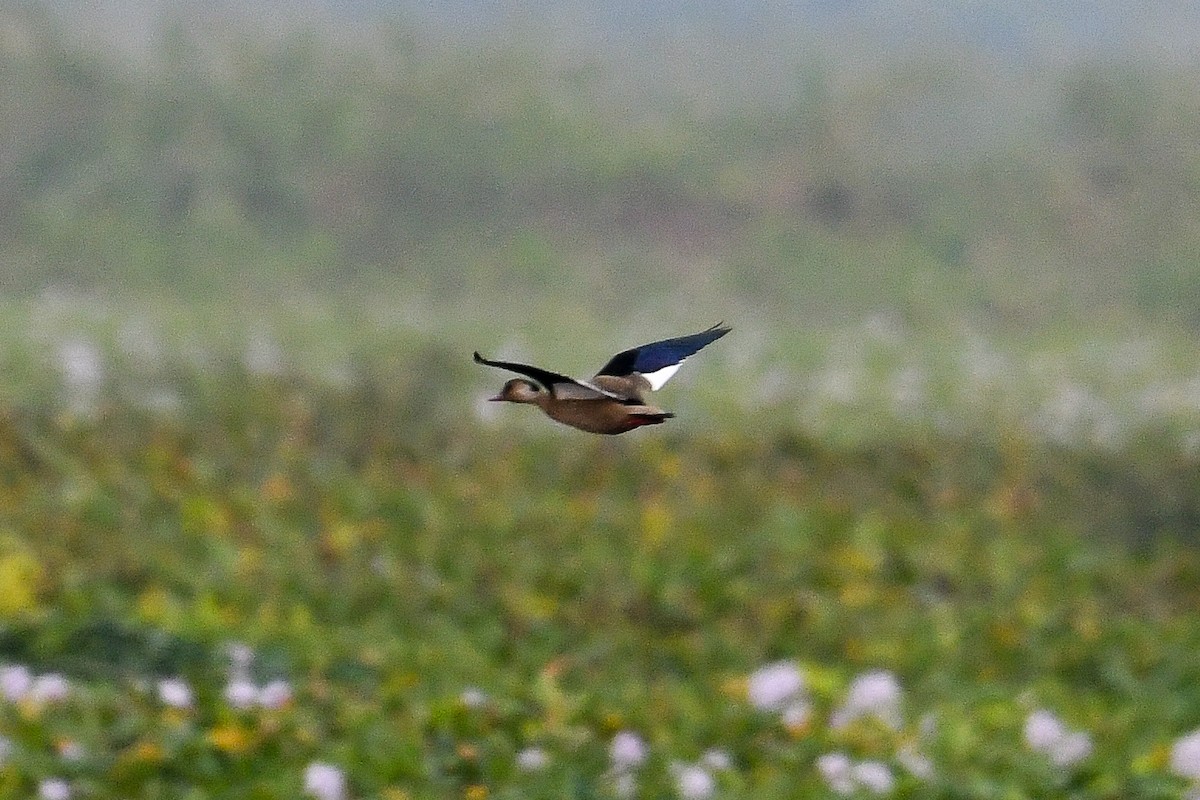 Brazilian Teal - Bill Asteriades