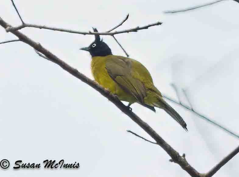 Bulbul à huppe noire - ML624128480