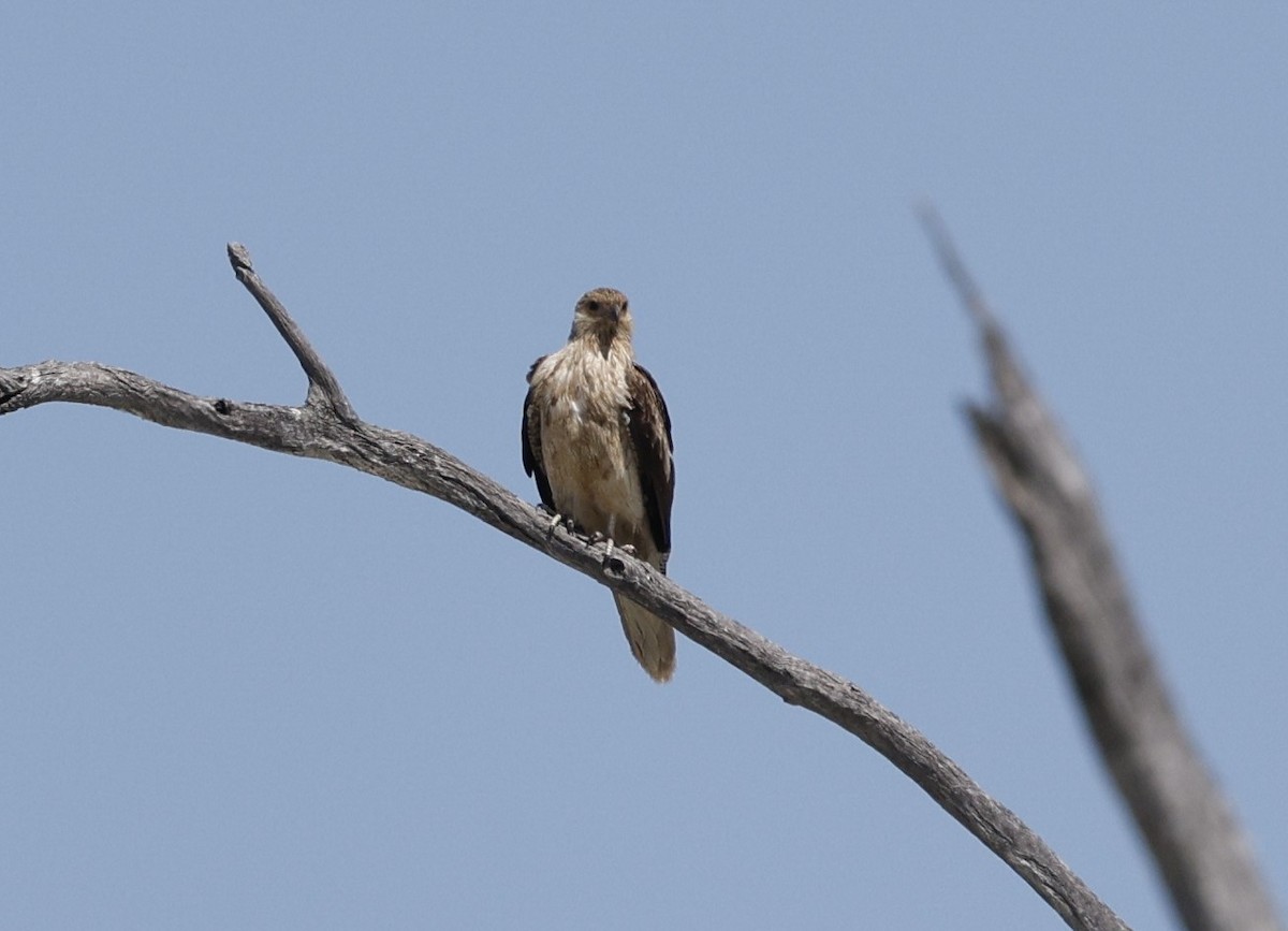 Whistling Kite - ML624128481