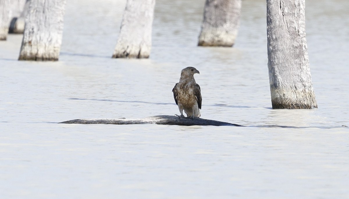 Whistling Kite - ML624128482