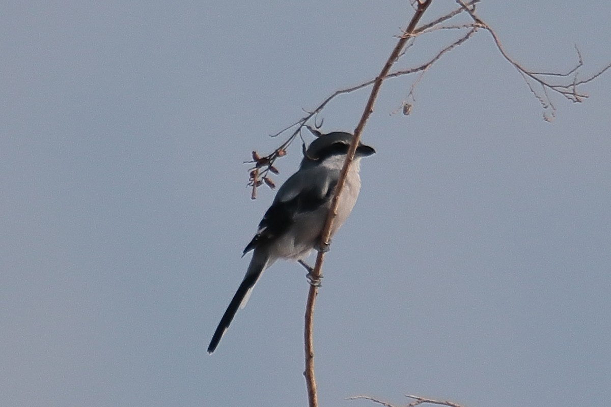 Iberian Gray Shrike - ML624128483