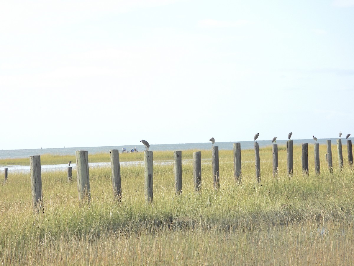 Yellow-crowned Night Heron - ML624128488