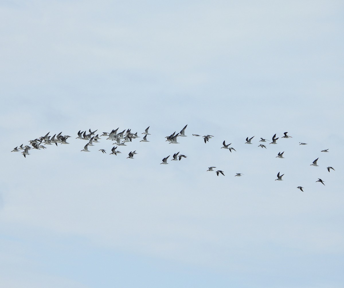 Black Skimmer - ML624128498