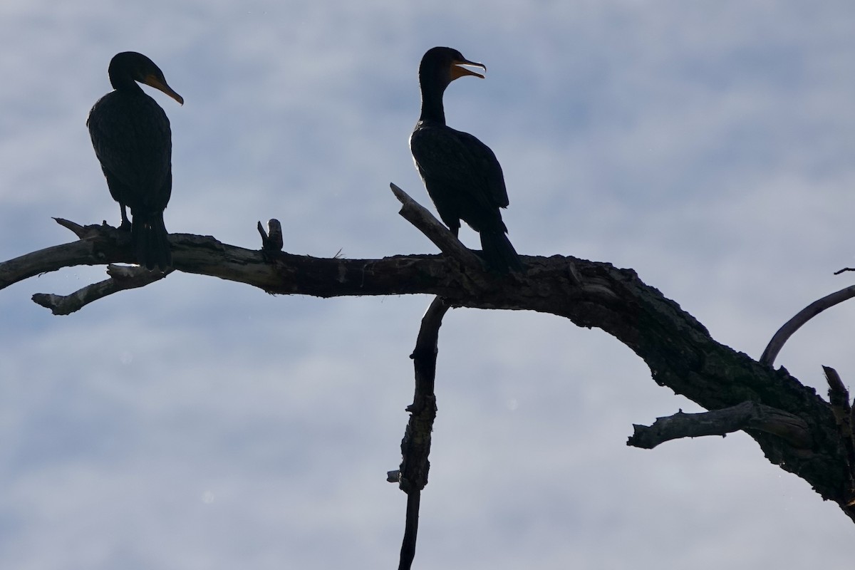Cormoran à aigrettes - ML624128508