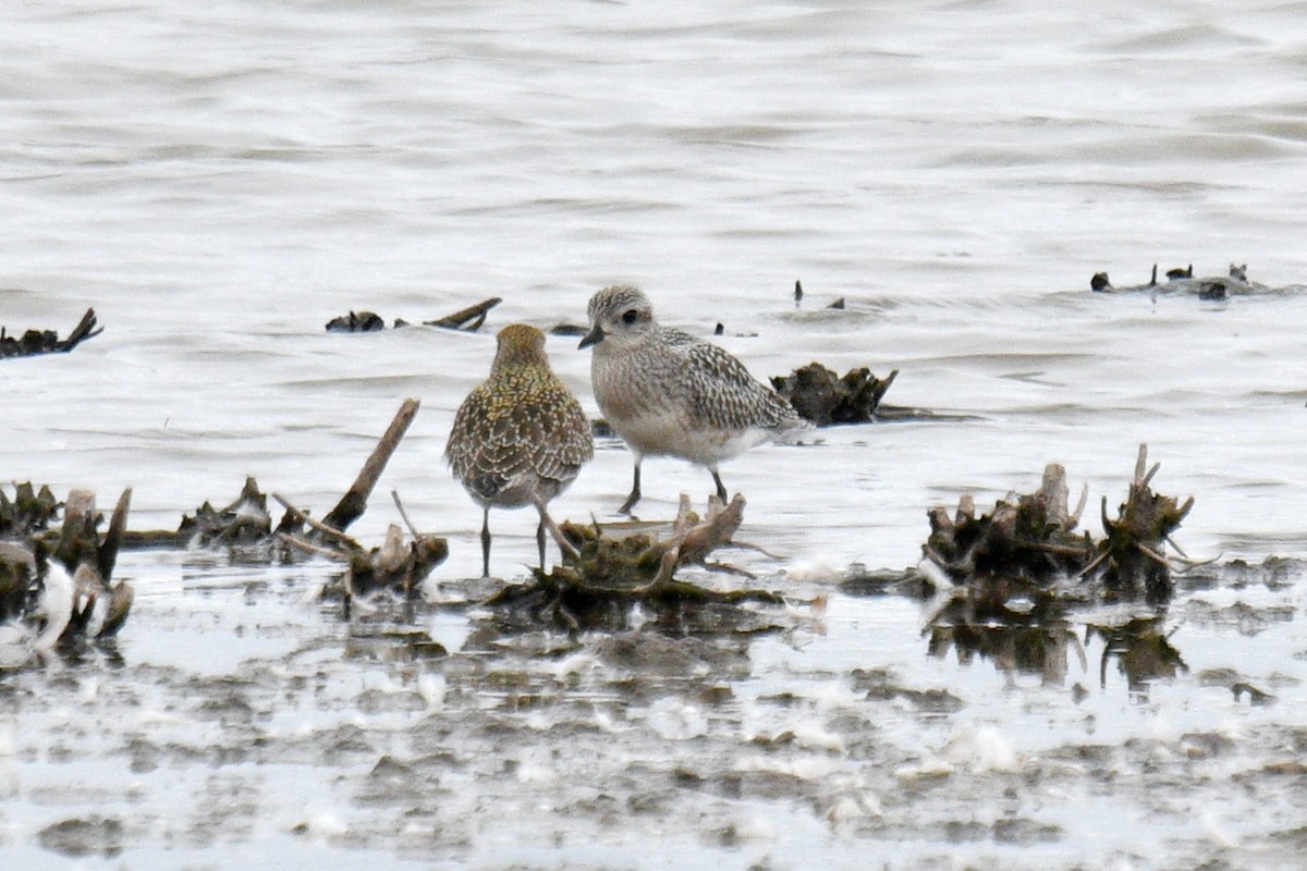 American Golden-Plover - ML624128539