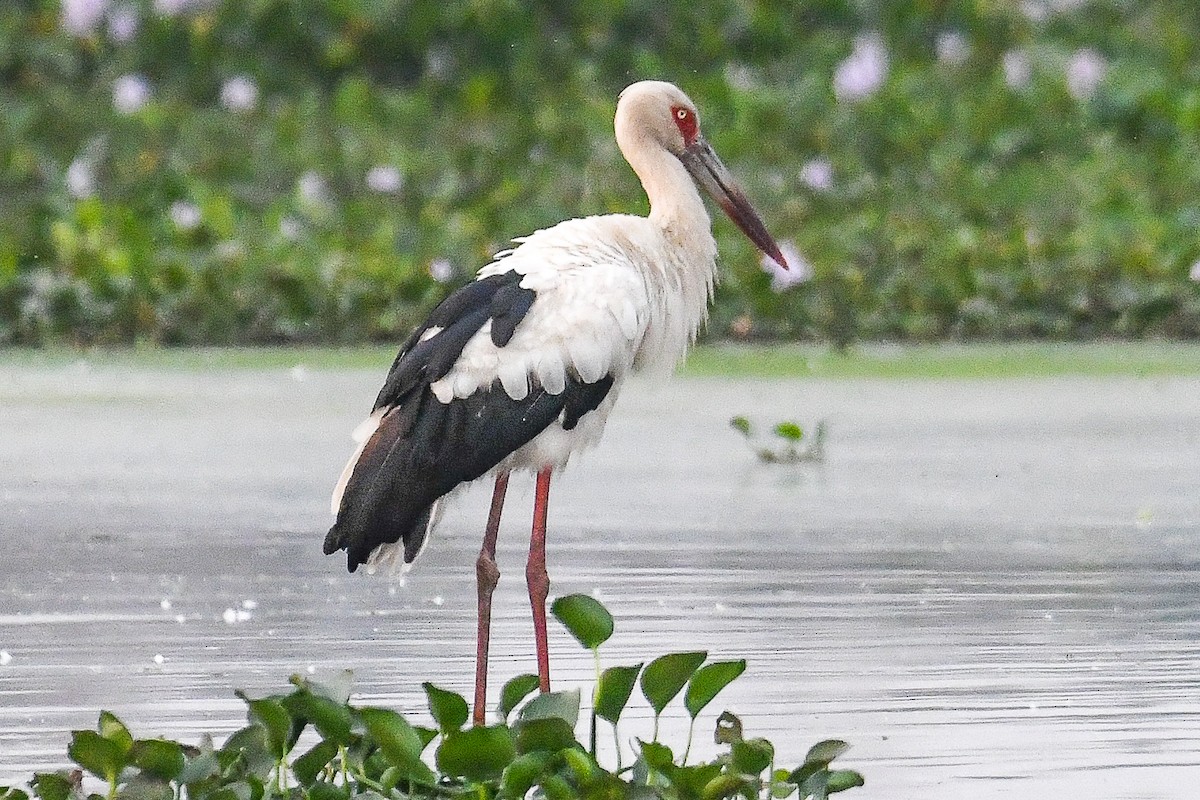 Maguari Stork - ML624128542