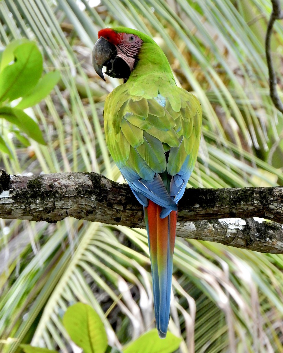 Great Green Macaw - ML624128565