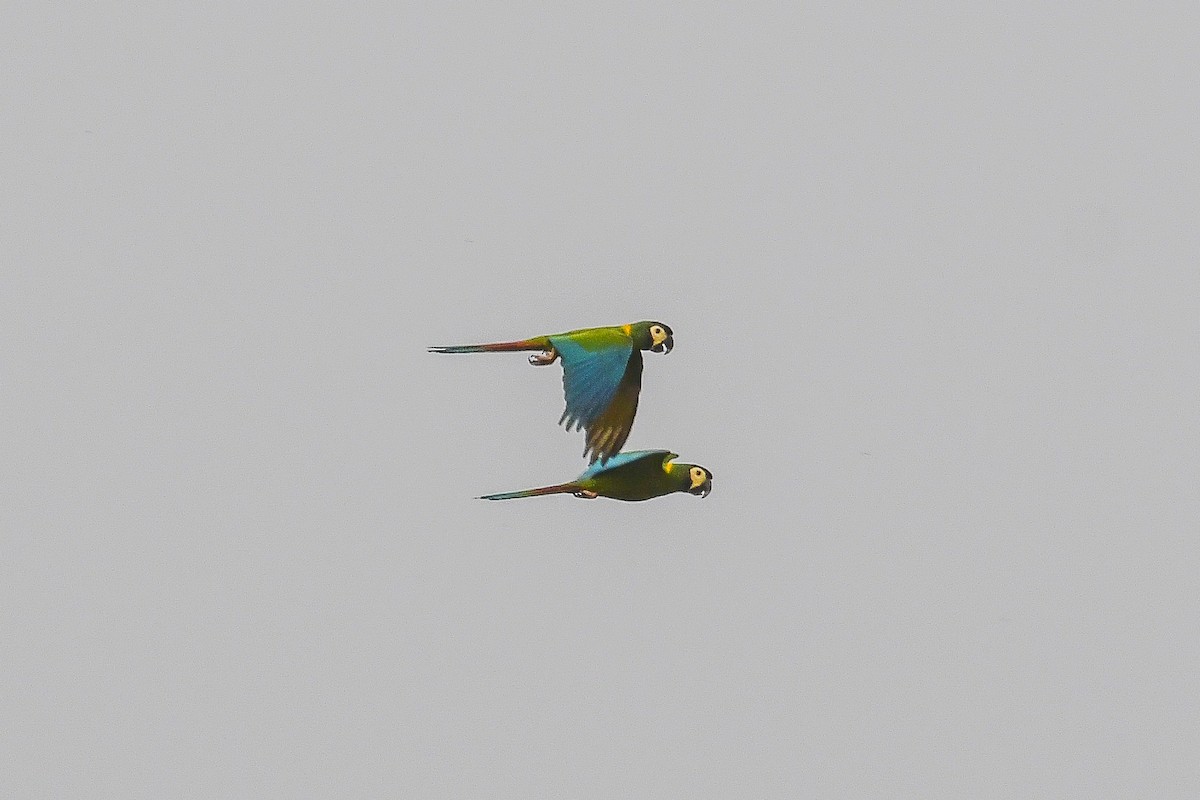 Yellow-collared Macaw - ML624128574