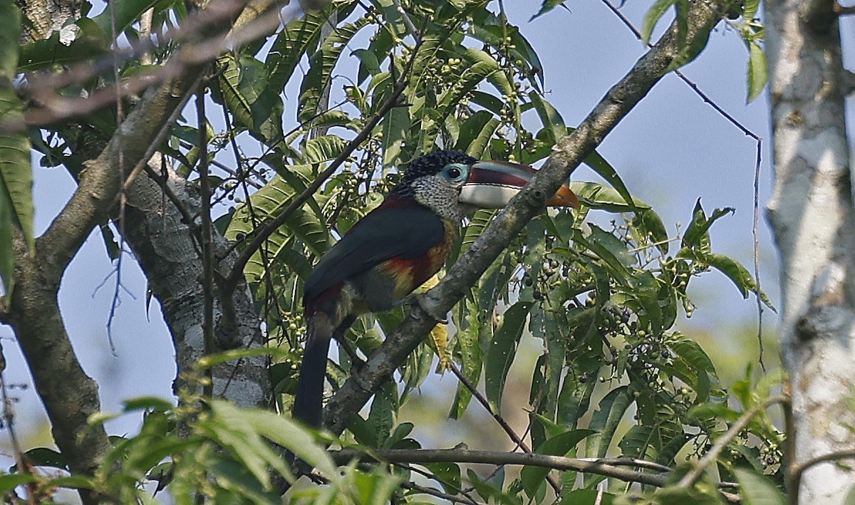 Arasarí Crespo - ML624128591