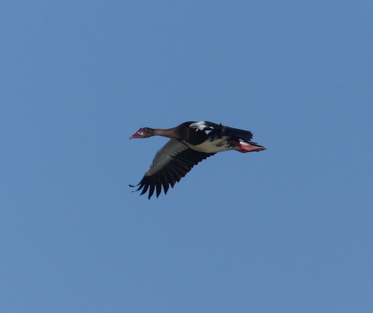 Spur-winged Goose - ML624128599