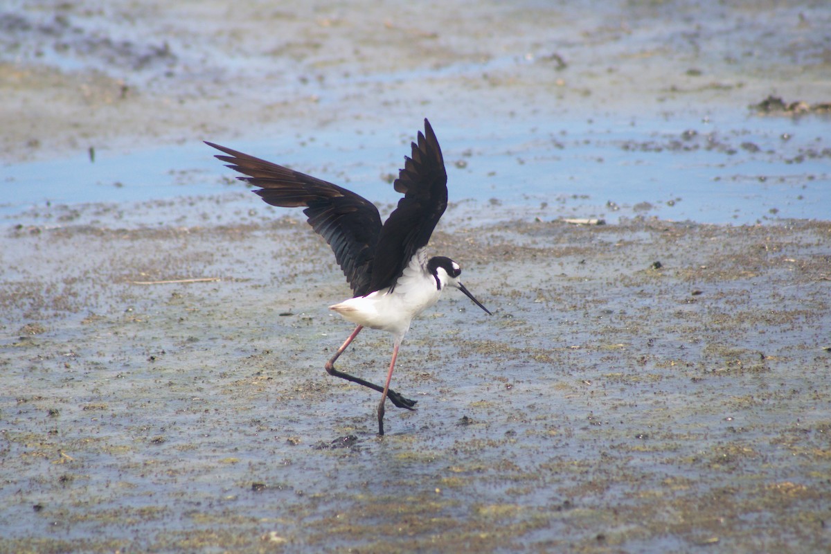 Black-necked Stilt - Claude Durand