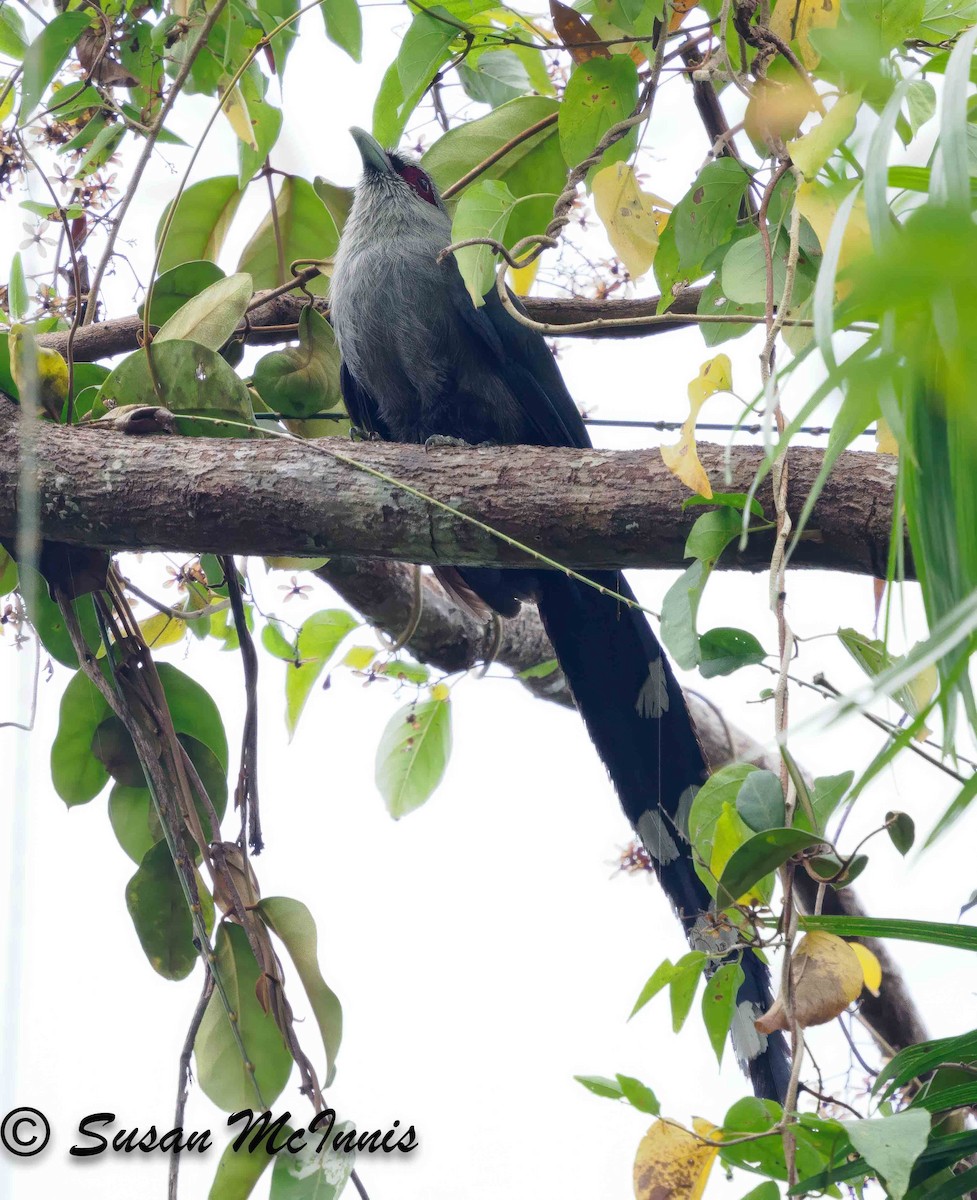 Green-billed Malkoha - ML624128616