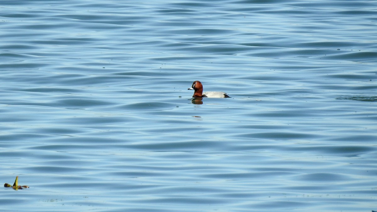 Common Pochard - Ricardo Salgueiro