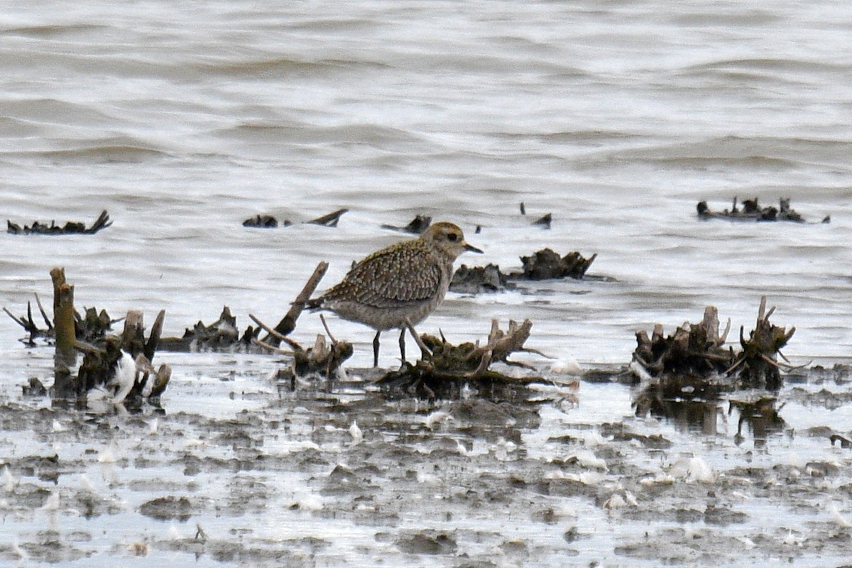 American Golden-Plover - ML624128628