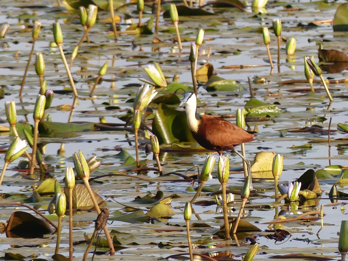 African Jacana - Duncan Wiseman