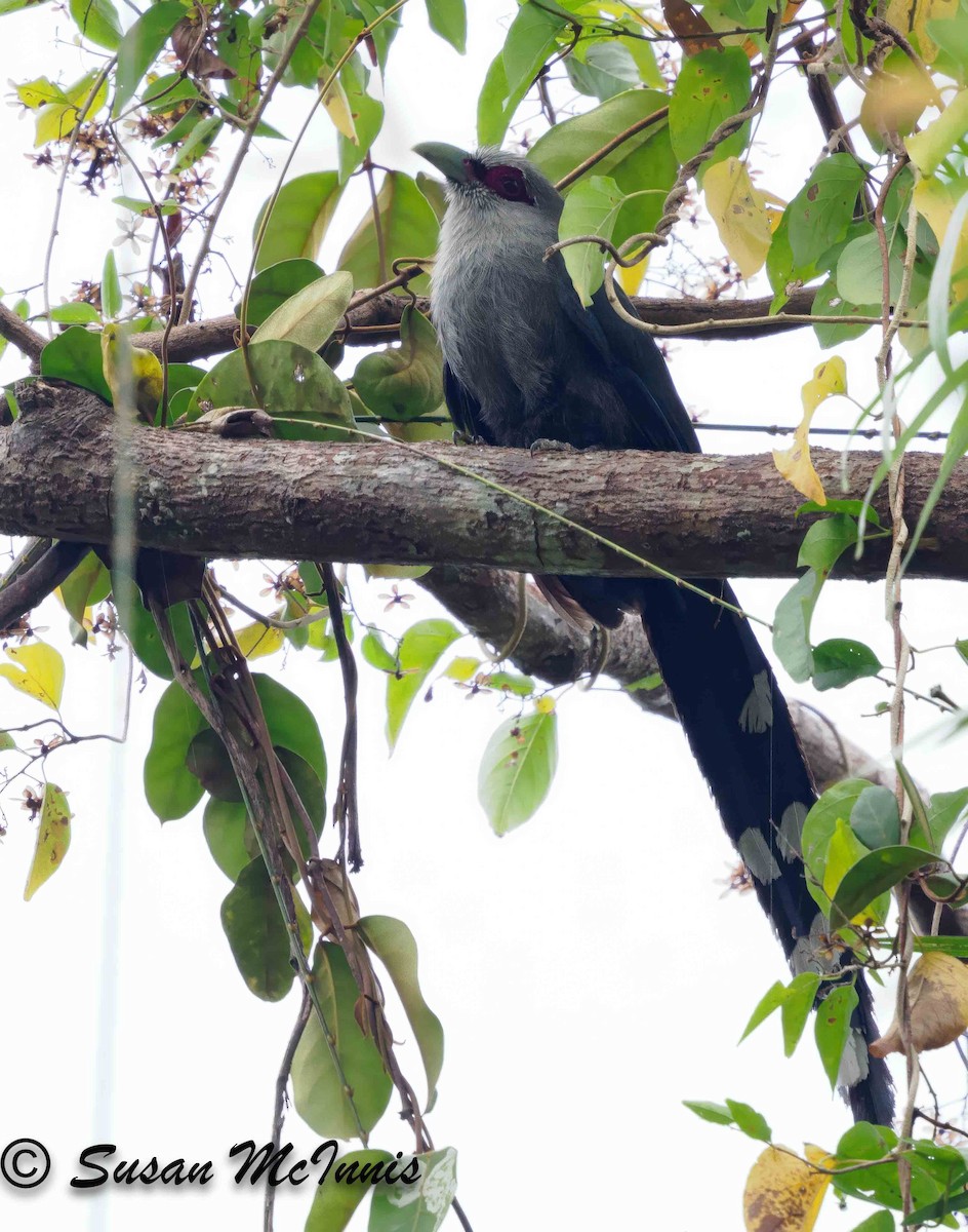 Green-billed Malkoha - ML624128631