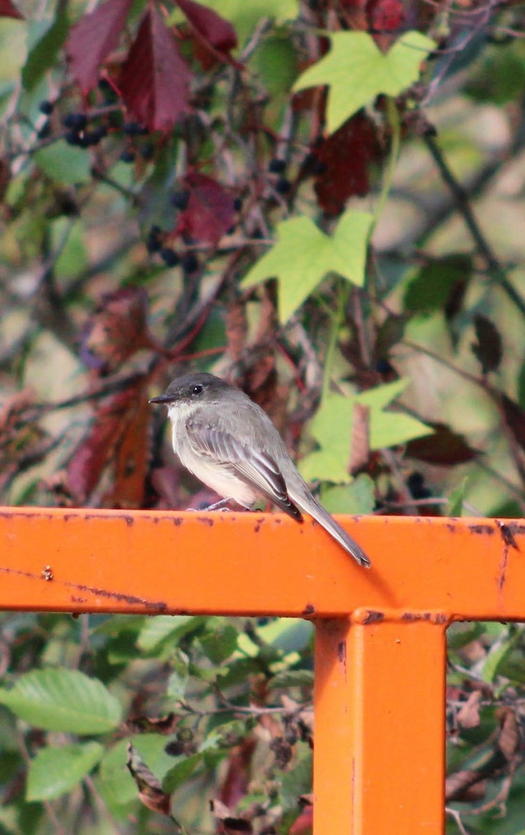 Eastern Phoebe - ML624128644