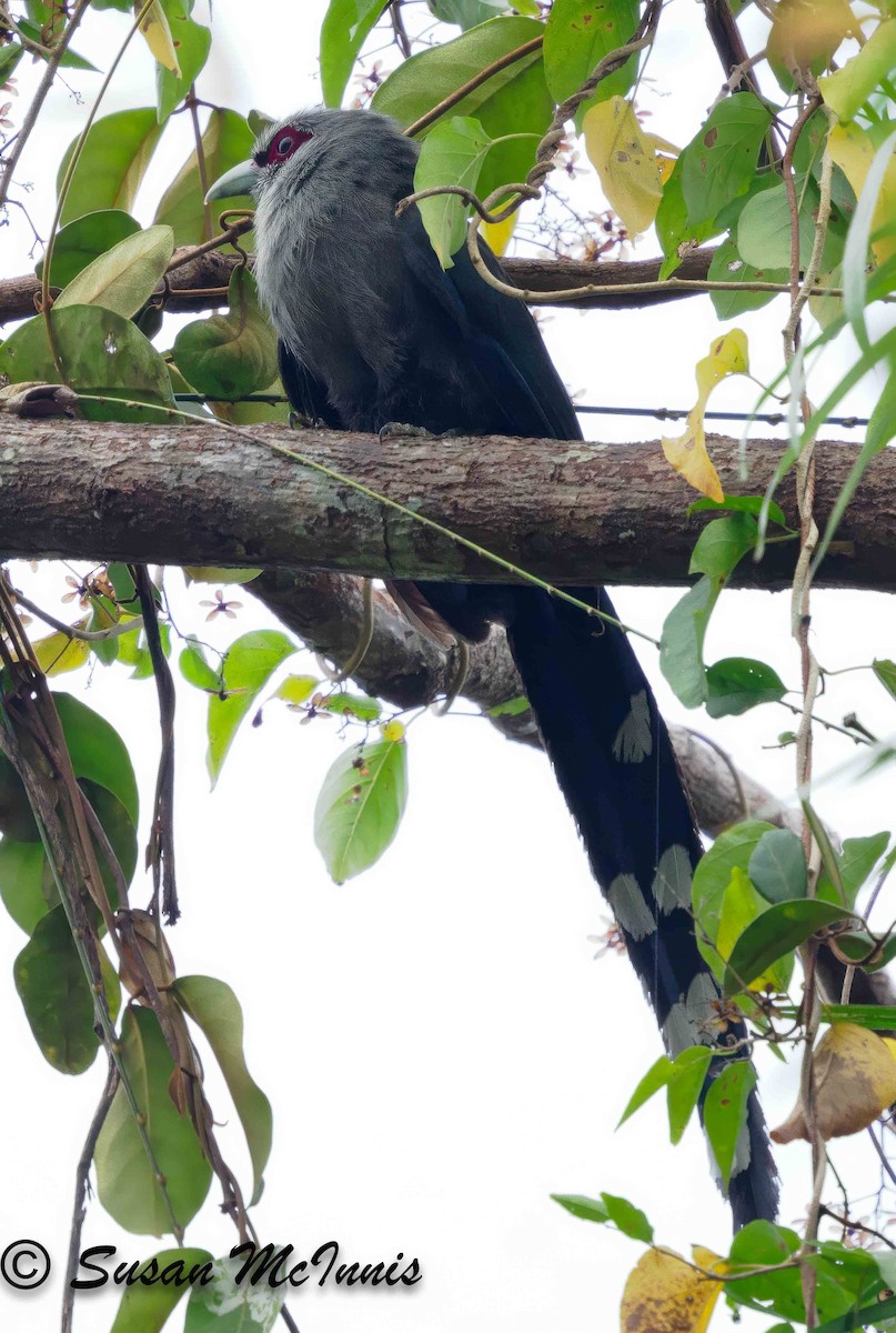 Green-billed Malkoha - ML624128645