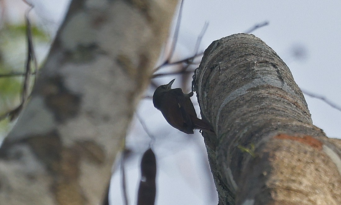 Olivaceous Woodcreeper - ML624128677