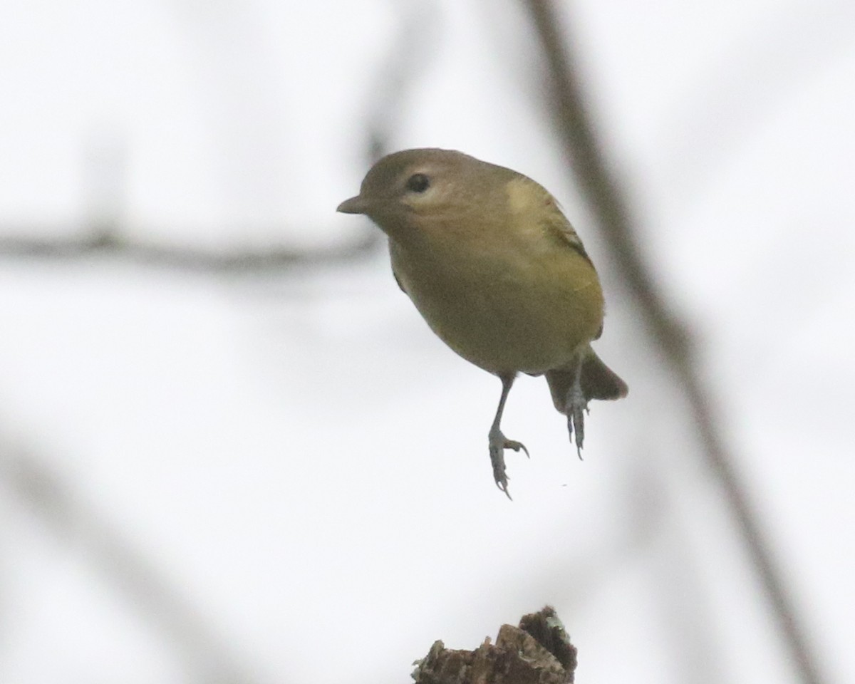 Warbling Vireo - Linda Scrima