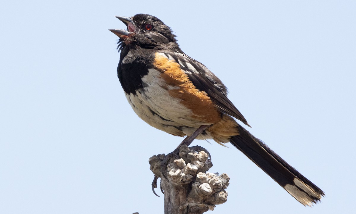 Spotted Towhee - Dennis L. Williams