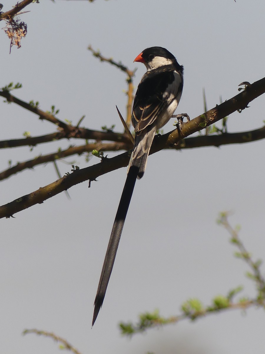 Pin-tailed Whydah - Duncan Wiseman