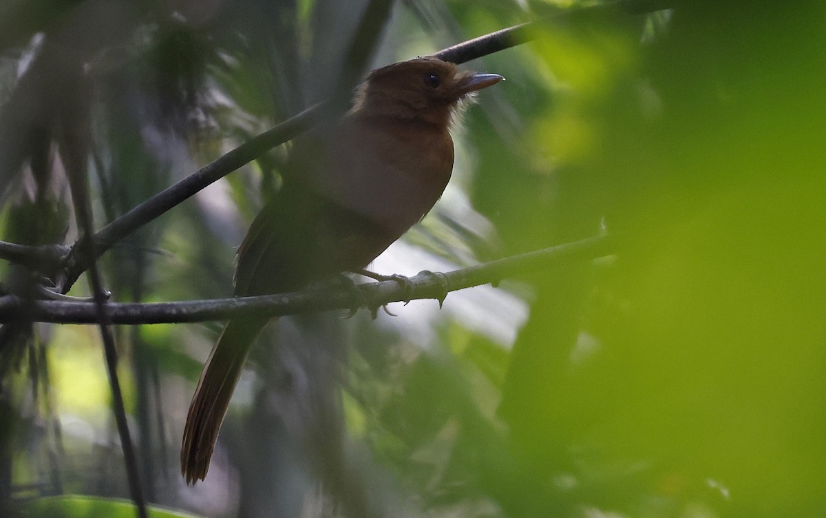 Rufous Twistwing - ML624128713