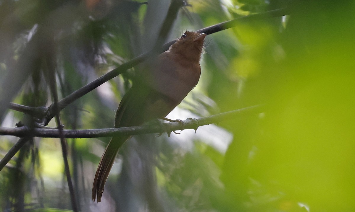 Rufous Twistwing - ML624128718