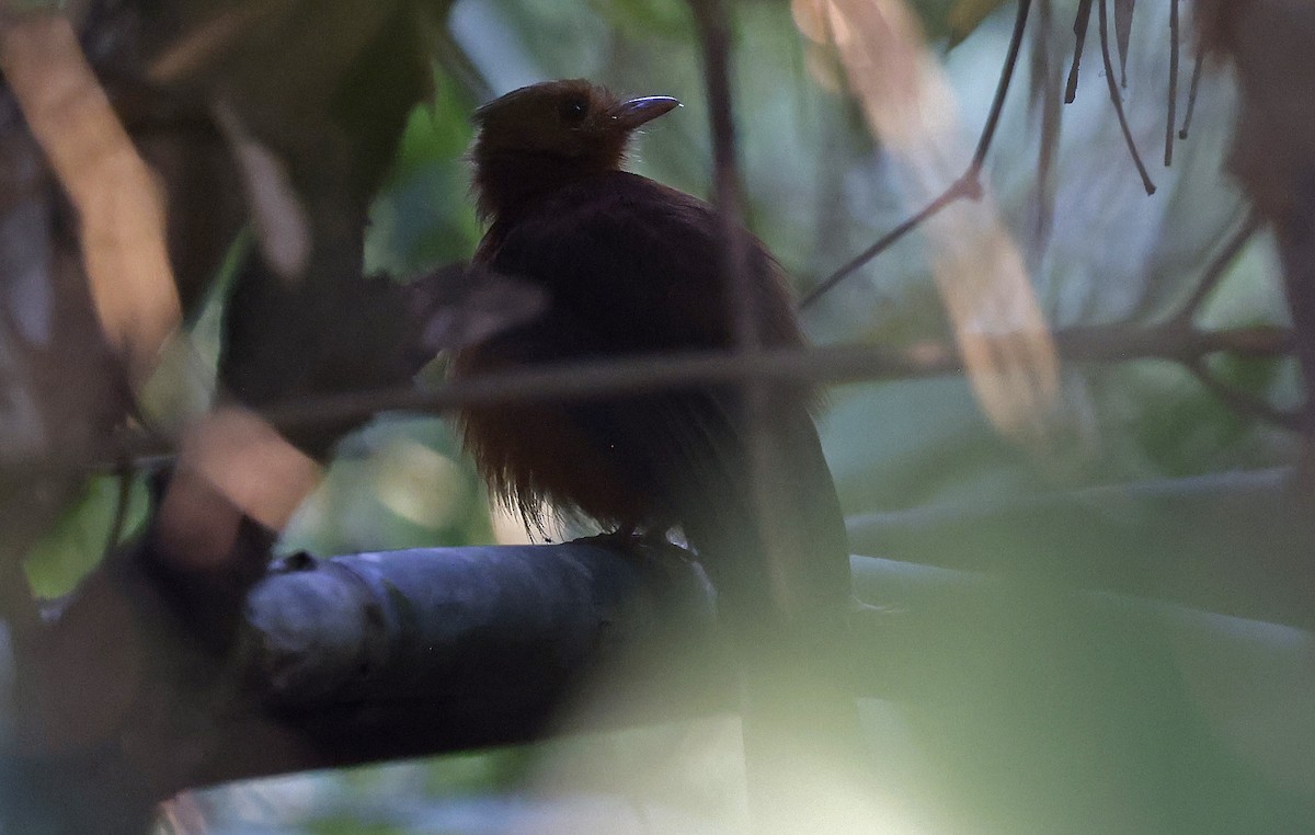 Rufous Twistwing - ML624128720
