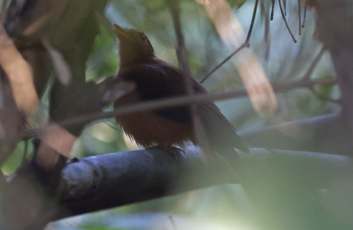 Rufous Twistwing - ML624128721