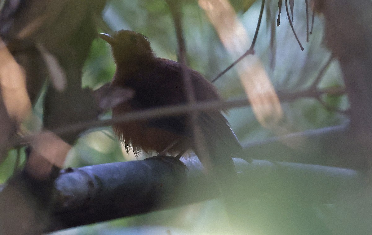 Rufous Twistwing - ML624128722