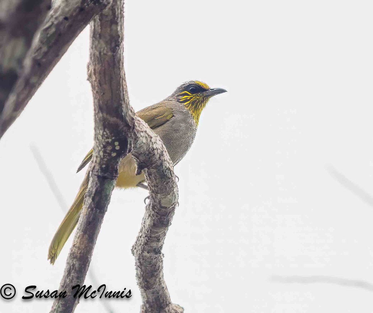 Streak-eared Bulbul - ML624128725