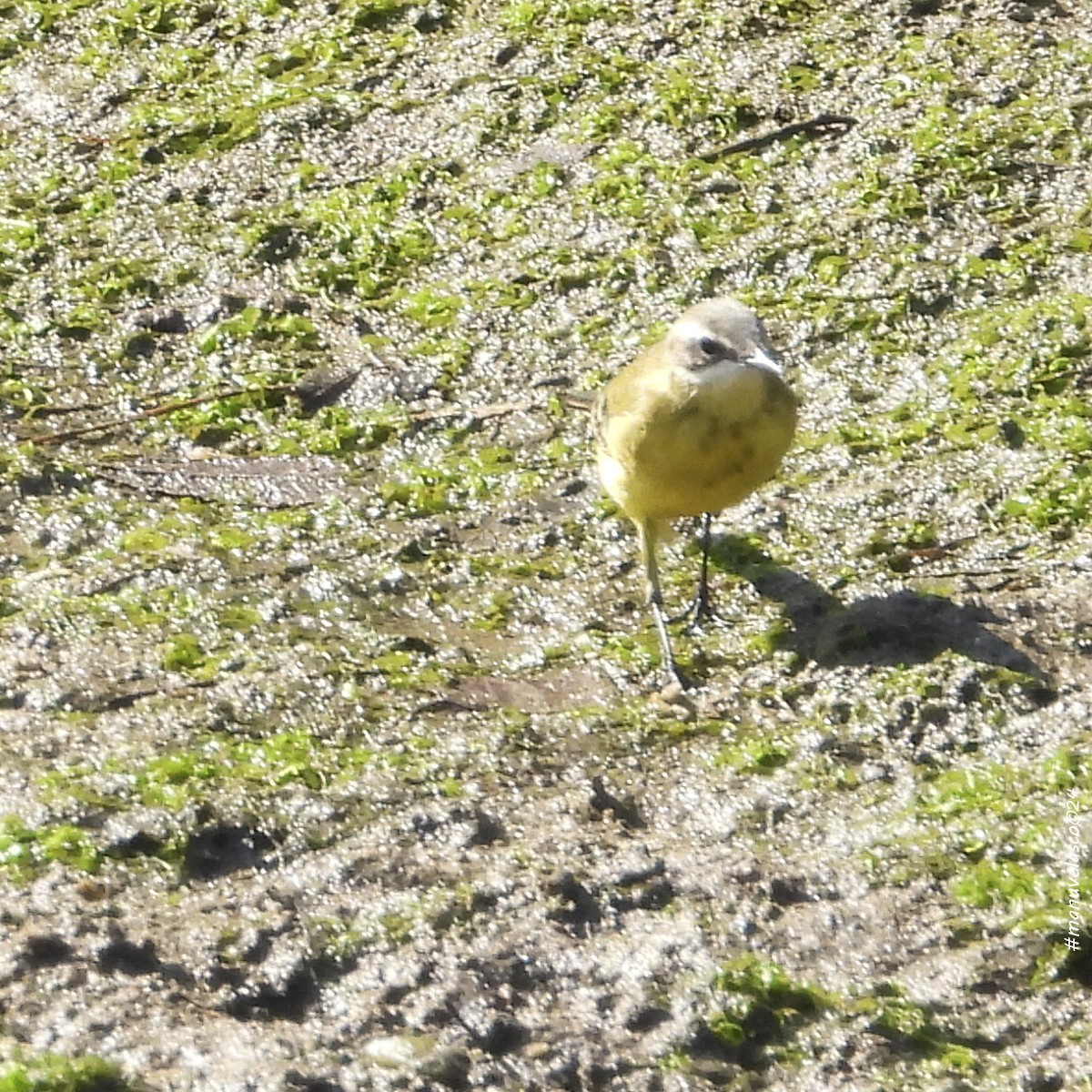 Western Yellow Wagtail - Manuel Velasco Graña