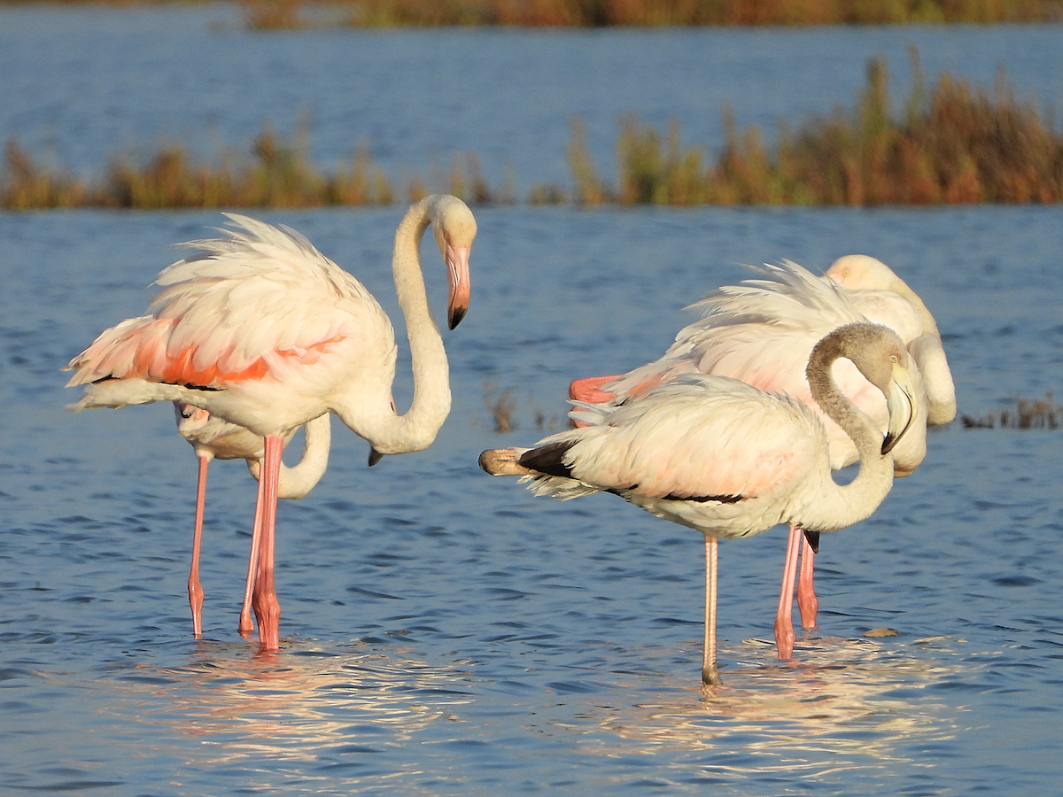 Greater Flamingo - ML624128746