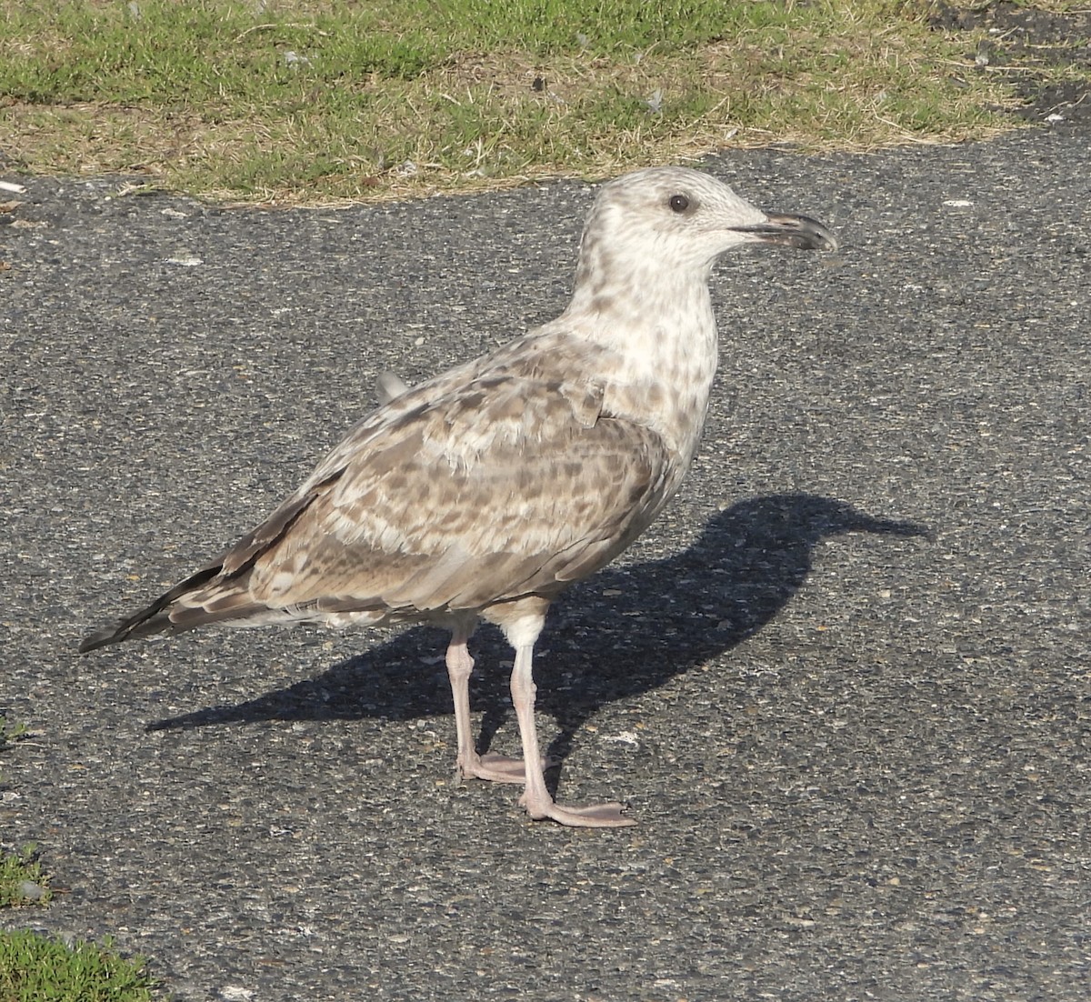 American Herring Gull - ML624128755