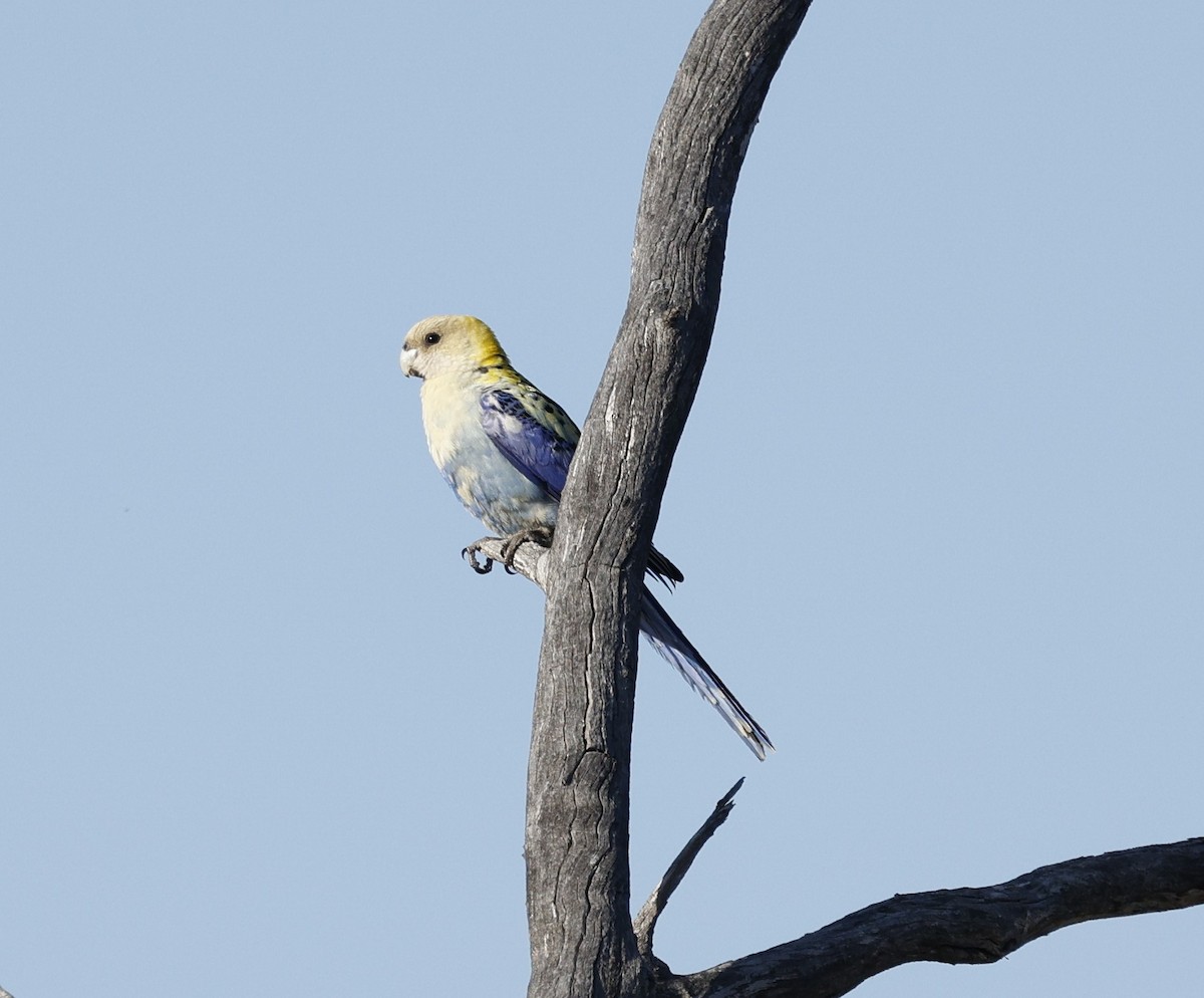 Pale-headed Rosella - ML624128756