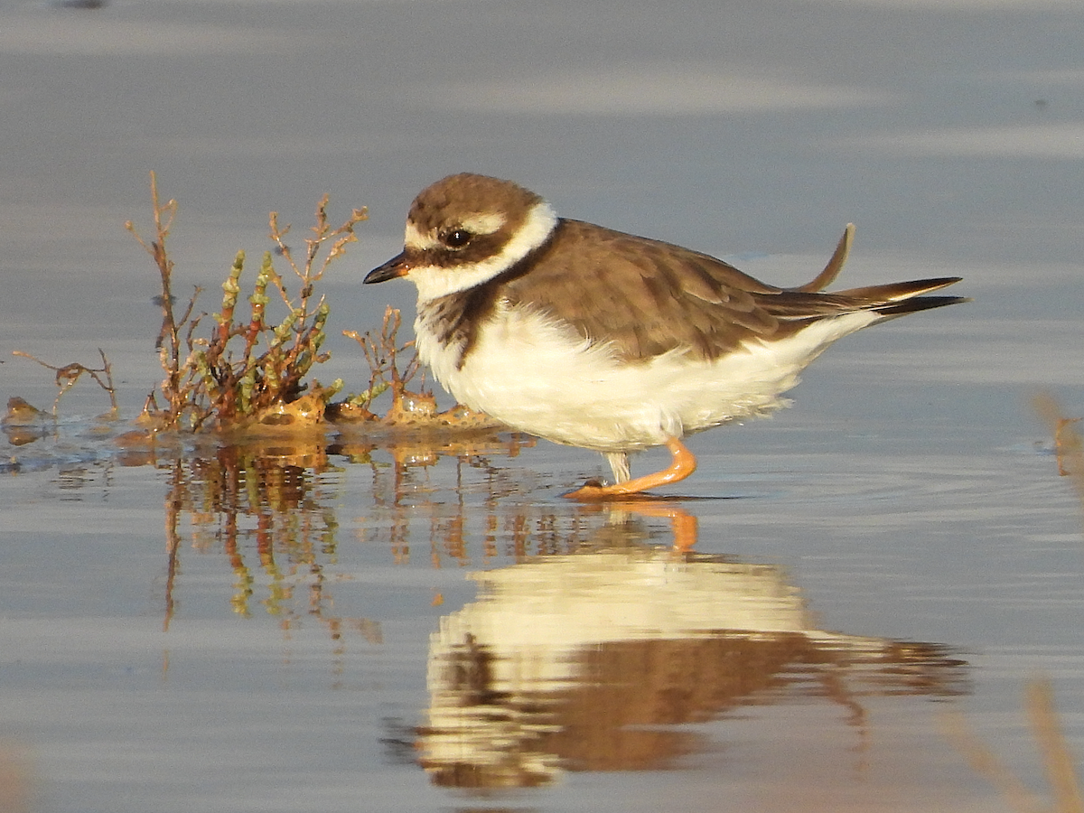 Common Ringed Plover - ML624128760