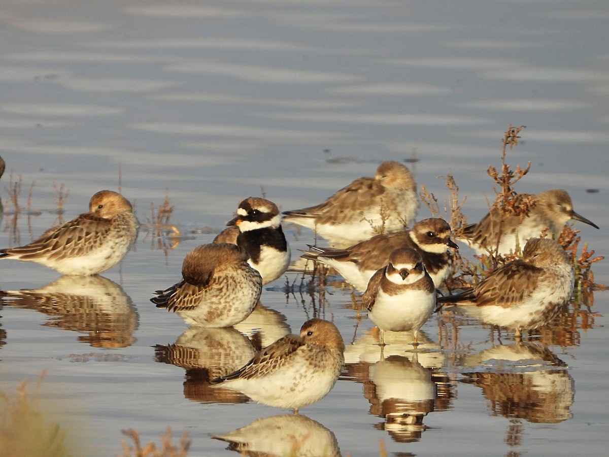 Common Ringed Plover - ML624128762