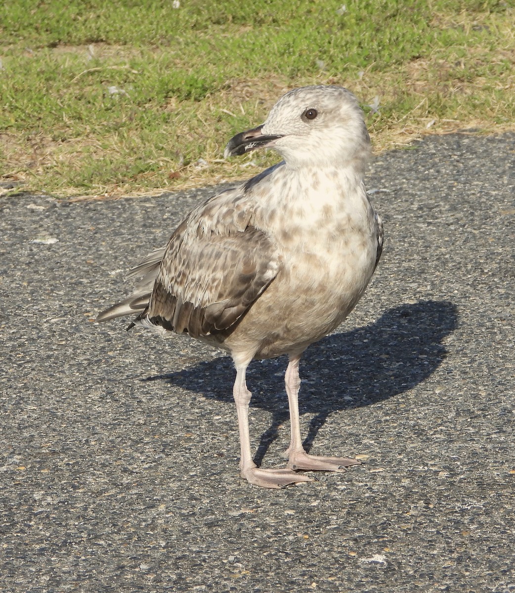 American Herring Gull - ML624128768