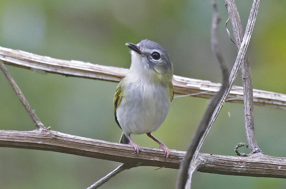 タンビコビトタイランチョウ - ML624128771