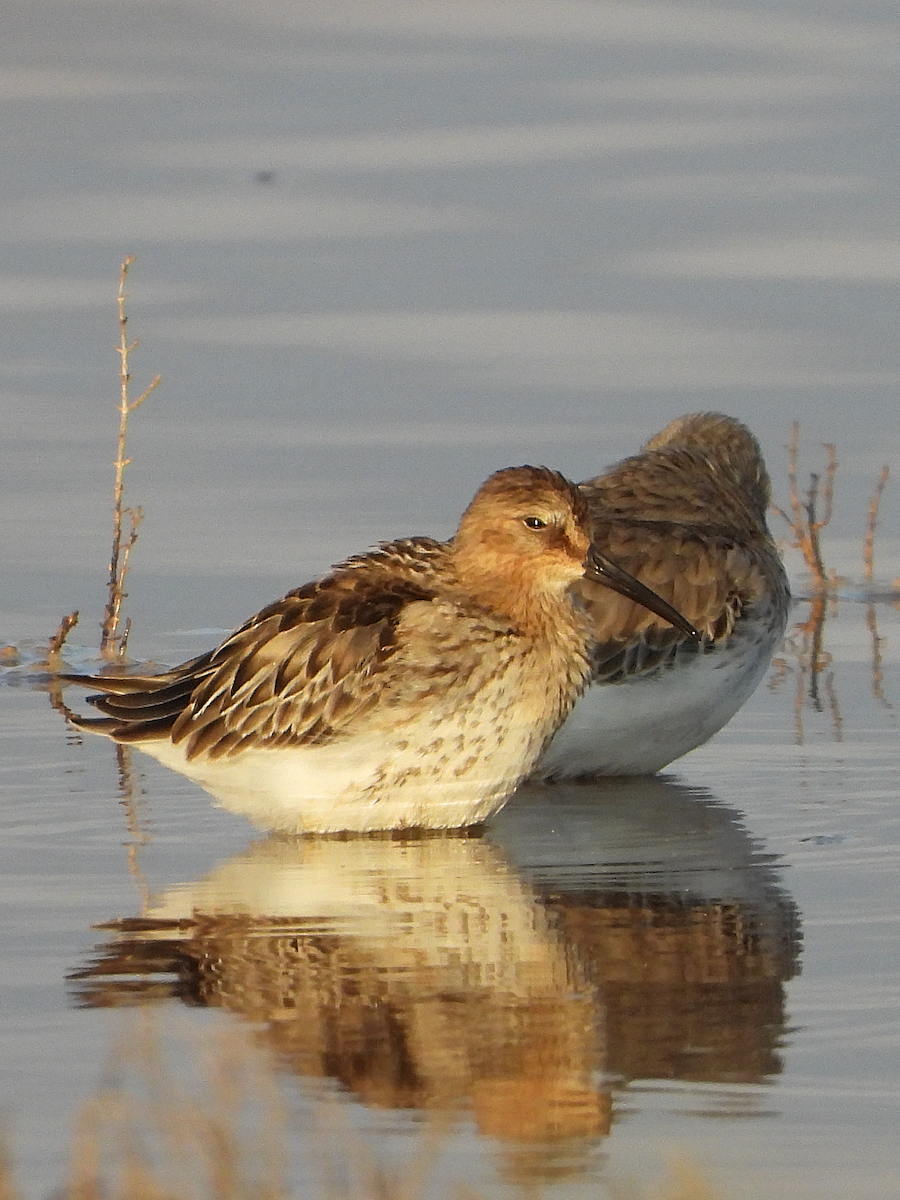 Dunlin - ML624128774