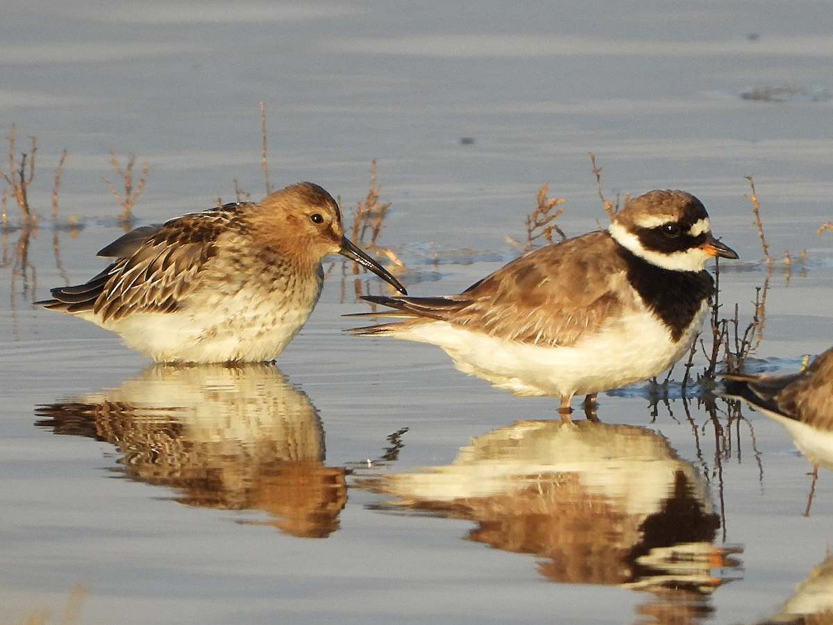 Dunlin - Susana Coelho