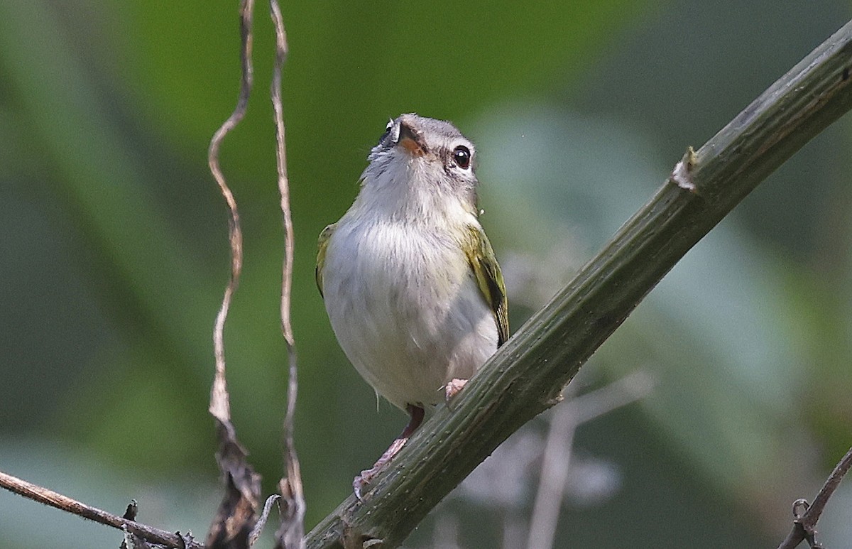 タンビコビトタイランチョウ - ML624128776