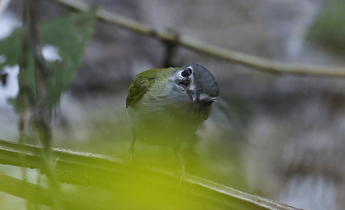 タンビコビトタイランチョウ - ML624128782