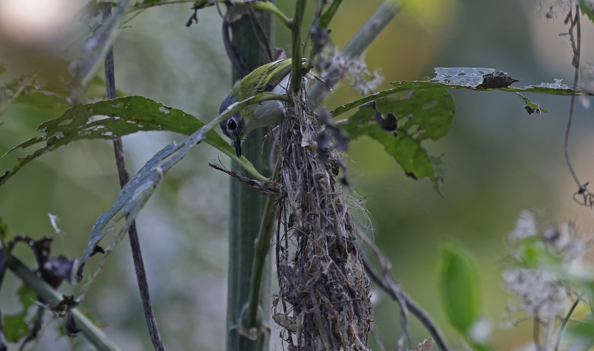 Short-tailed Pygmy-Tyrant - ML624128799