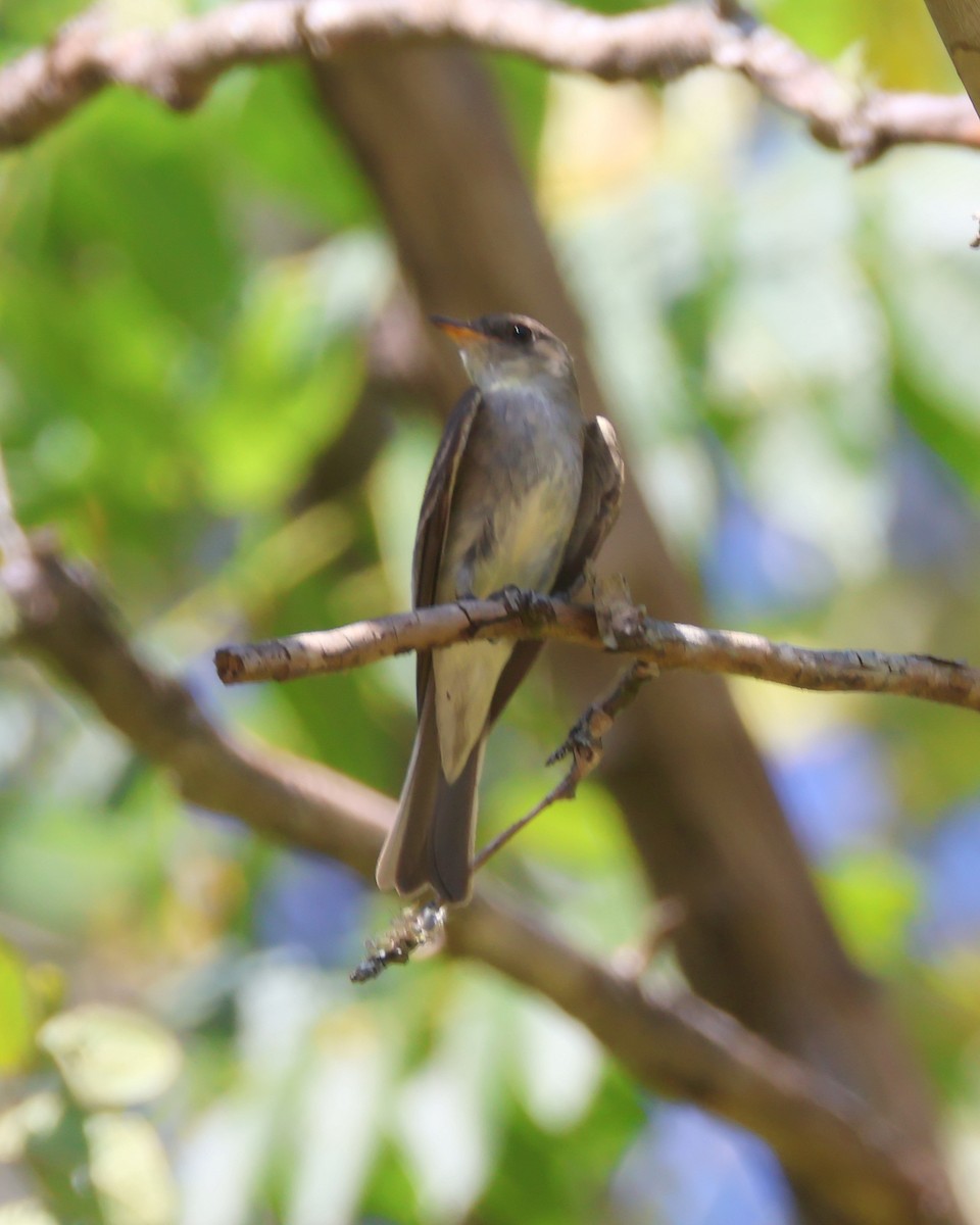 Eastern Wood-Pewee - ML624128800