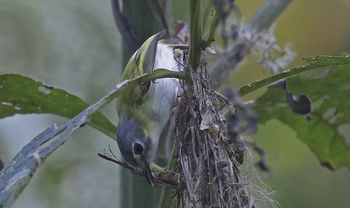 Short-tailed Pygmy-Tyrant - Paul Chapman